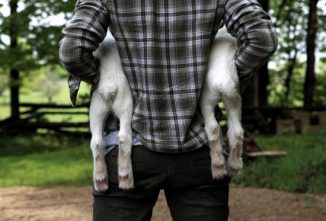 Goat Identification Has Favorable Perks